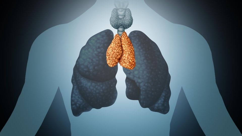 Thymus Anatomical picture of the thymus, a key immune organ
